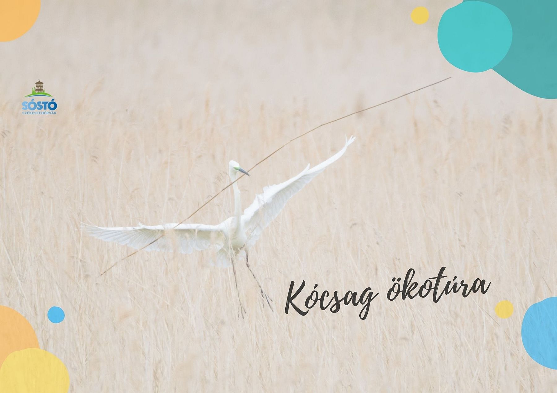 Kócsag ökotúra lesz szerdán délután a  Sóstó Természetvédelmi Területen